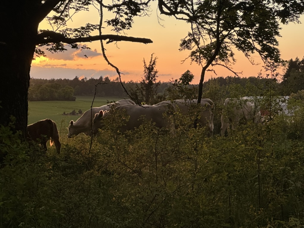 Betande djur i sommarlandskap