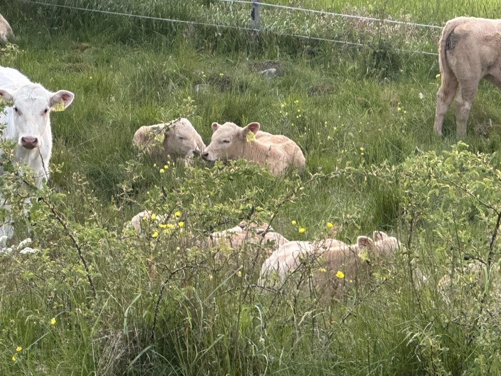 Charolais-kalvar på ängen